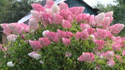 kiedy ciąć hortensje bukietowe, ogrodowe i krzewiaste? jak przyciąć hortensje? kiedy obcinamy hortensje