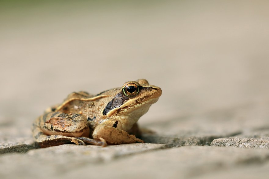 Żaby brunatne poza okresem godowym są... brązowe