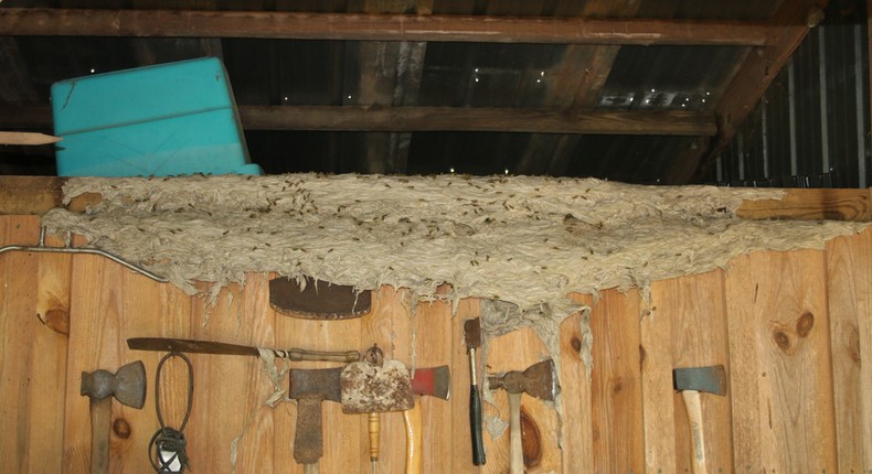 Officials warn of wasp 'super nests' in Alabama