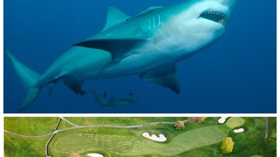 The bull sharks found in Carbrook Country Club lived for over half a bull sharks expected life span.Getty Images