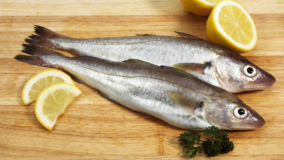 Prečo sa tejto jemnej rybe hovorí „morské kura“?