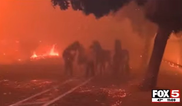 Spasavanje životinja u LA