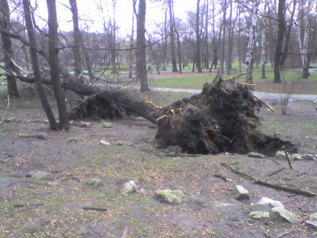 Powalone drzewa w Parku Krakowskim (w Krakowie oczywi¶cie)