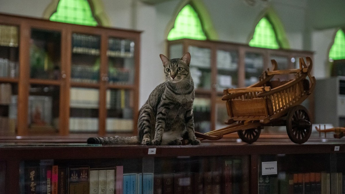 „Biblioteca cu pisici”. Cum au transformat călugării un templu în refugiu pentru pisici fără stăpân, care se plimbă printre cititori și cărți
