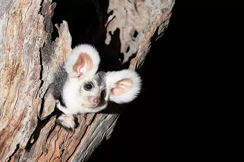 Dwa nowe gatunki ssaków odkryte w Australii