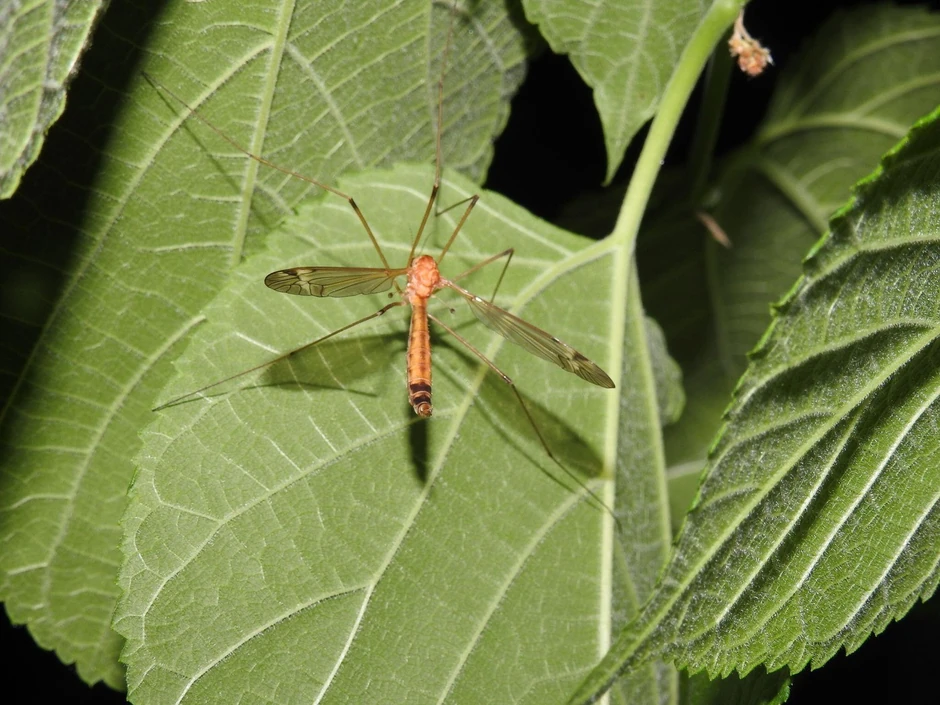 "Komarci slonovi" (lat. tipulidae) bliski su rođaci pravih komaraca, a njihova dužina tela kreće se između 1,5 do čak 4 centimetara