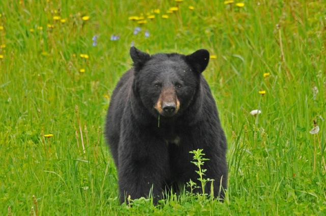 Galeria USA - Park Narodowy Grand Teton, obrazek 13