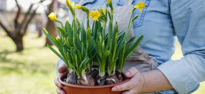 Jak uprawiać żonkile w domu? To sprawi, że będą dłużej cieszyć swoim widokiem