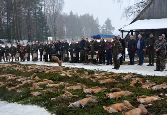 Myśliwi pozowali na tle martwych lisów, a w sieci zawrzało. "Oddaliśmy im hołd"