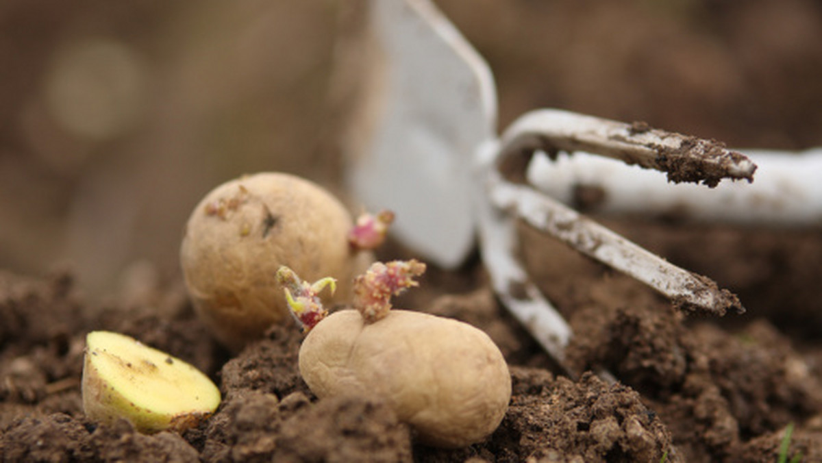 Rosja od 1 kwietnia może zabronić importu sadzeniaków ziemniaka z krajów Unii Europejskiej - informuje agencja Interfax, powołując się na szefa Federalnej Służby Nadzoru Weterynaryjnego i Fitosanitarnego (Rossielchoznadzor) Siergieja Dankwerta.