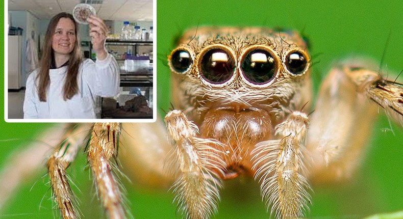 Biologist Sara Goodacre, seen in this photo montage, studies spider silk for use in medicine and engineering. The spider shown here is a Salticus scenicus, which is unrelated to Goodacre's research.School of Life Sciences, University of Nottingham; Alongkot Sumritjearapol/Getty Images