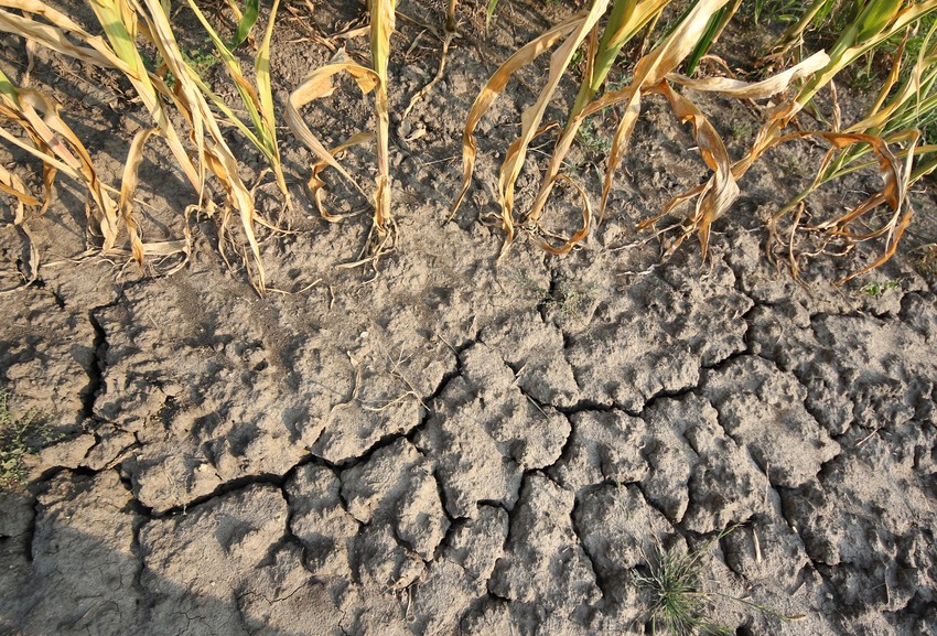 Cene kukuruza i soje će sigurno rasti jer su sada nerealno
niske, samo 18 i 50 
dinara

