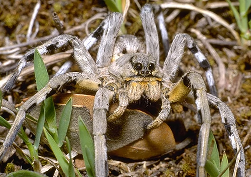 Lycosa tarentula