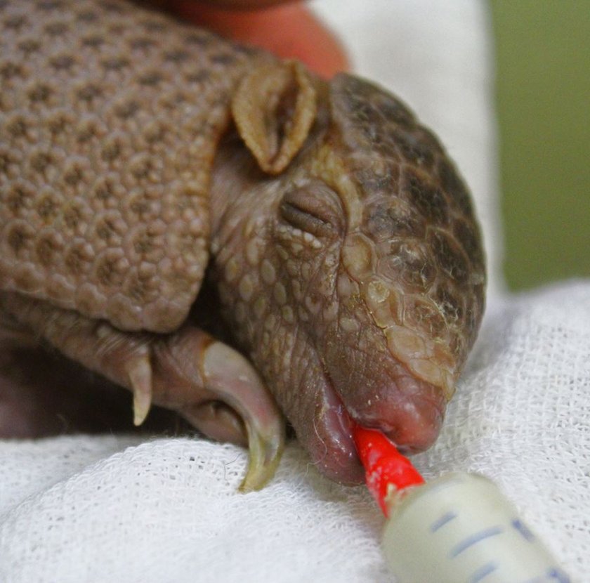 Oto nowy mieszkaniec stołecznego zoo. Pancernik bolita przyszedł na świat w maju