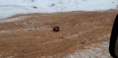 Makabra! Drogowcy posypali oblodzoną drogę piaskiem z ludzkimi szczątkami