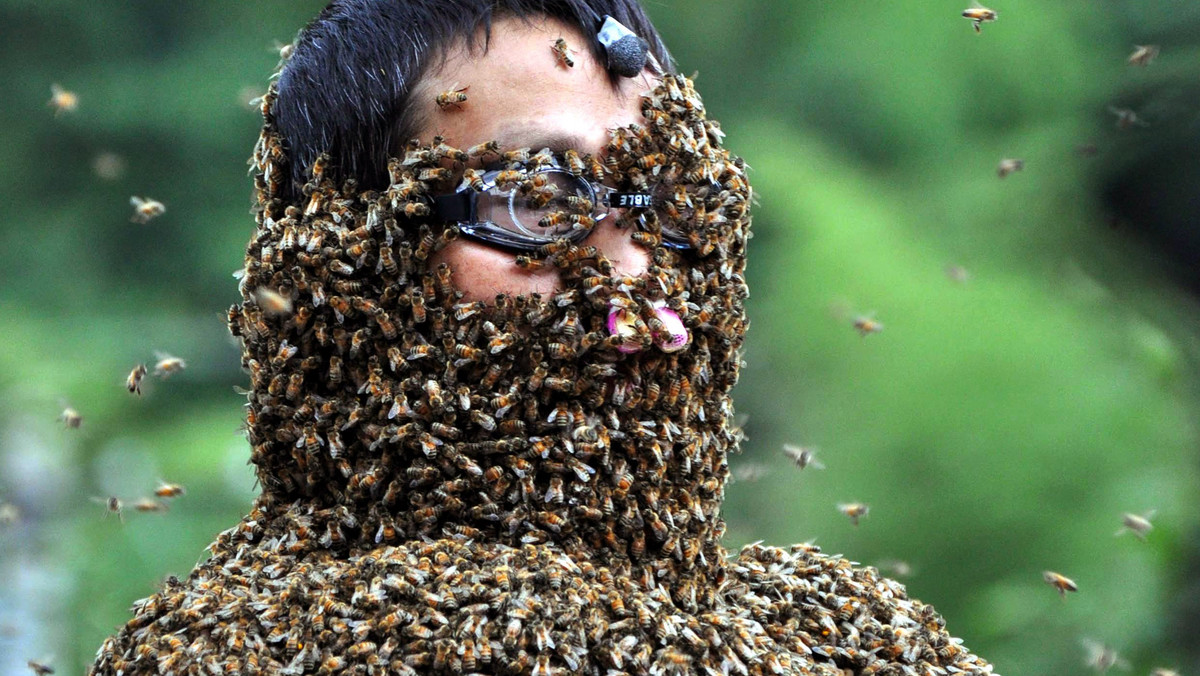 'Bee Bearding' Contest In Hunan