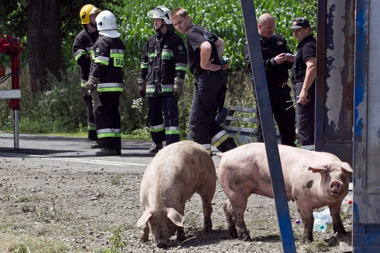 Tir przewożący ok. 200 świń wpadł do rowu na drodze wojewódzkiej nr 364 (Legnica-Złotoryja)