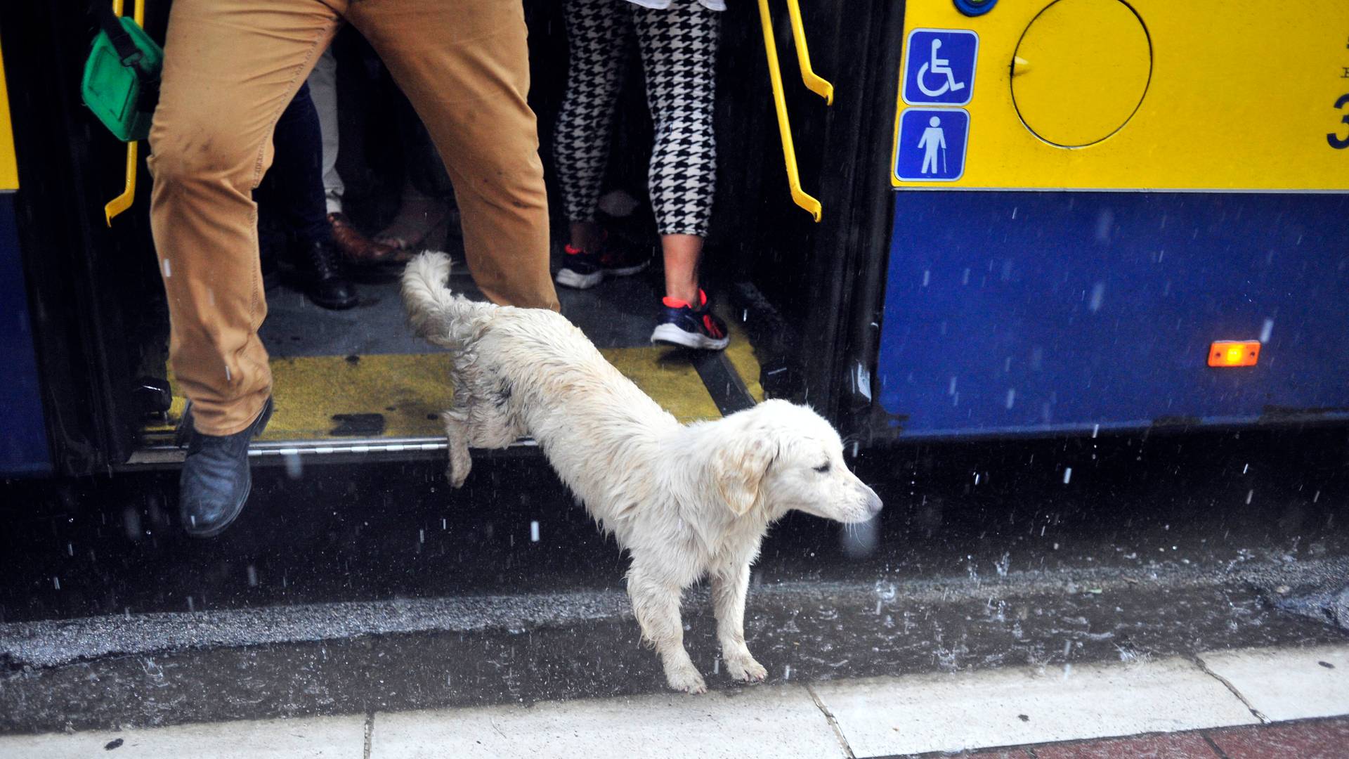 Pas ili prase u autobusu nisu retkost - da li se Beograđani bune kada se neko sa kućnim ljubimcem vozi u gradskom prevozu