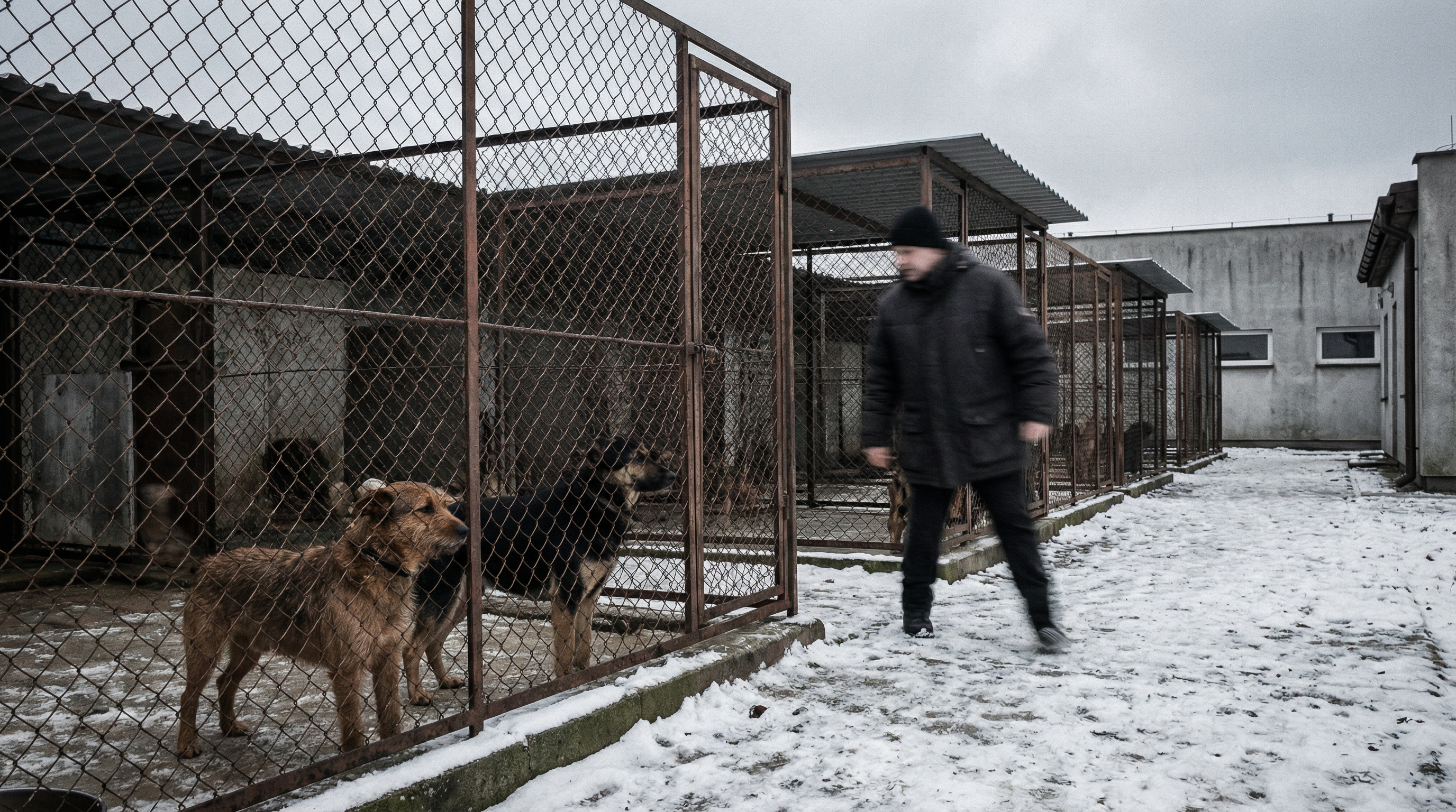 250 psów w katastrofalnym stanie - Doda wznawia działania mimo wcześniejszego wycofania