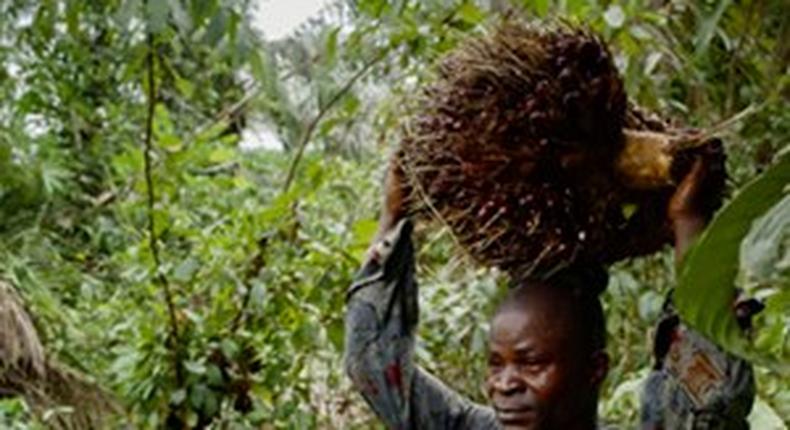 Palm oil plantation invasion in Liberia