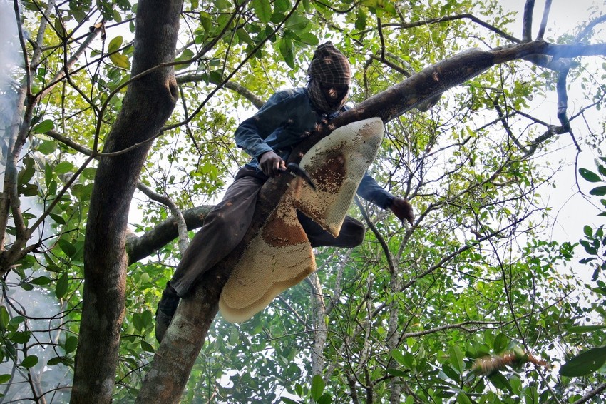 Ukoliko se nastavi šver nestaće pčele iz Srbije