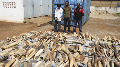 Policja skonfiskowała w porcie w Lome 1,7 ton kości słoniowej