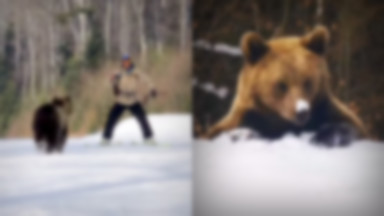 Niedźwiedź na stoku narciarskim. Kolejne niebezpieczne spotkanie [WIDEO]