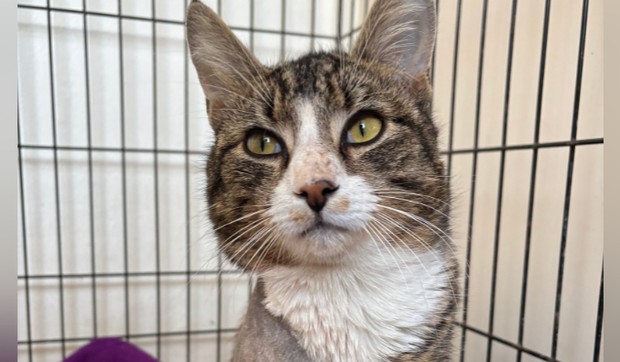 BBC | Foto: Purton Cattery