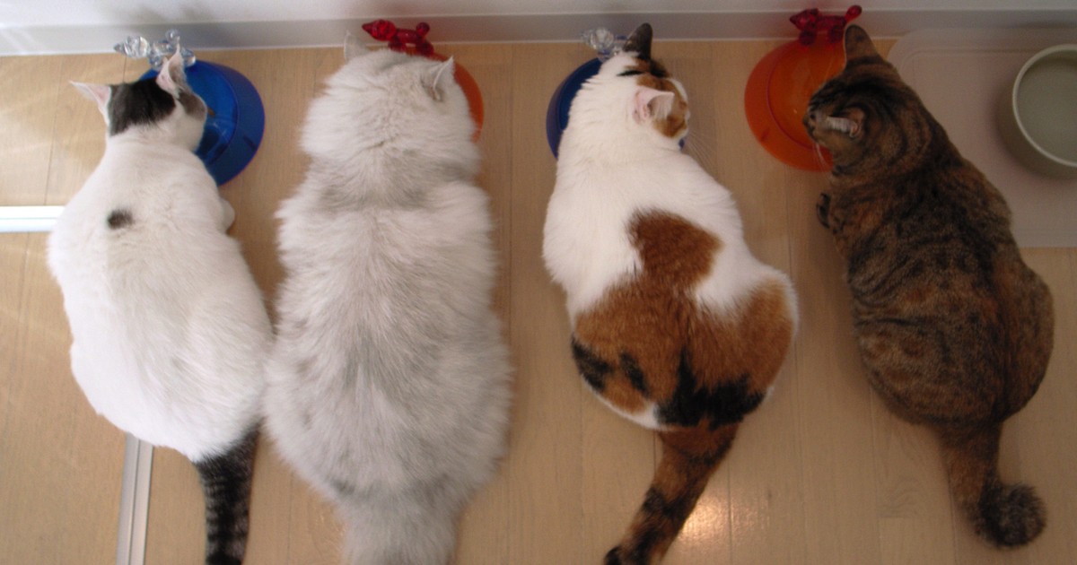 Vets share 5 reasons why cats spray — and tips to keep them from