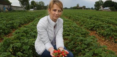 Truskawkowy horror w Polsce! Plantatorzy załamani