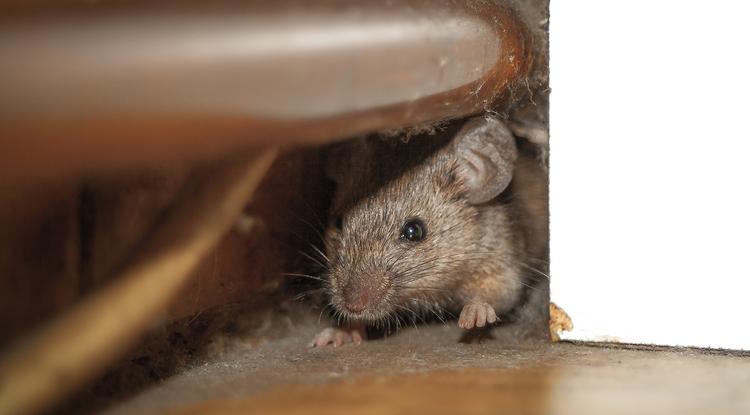 Így tarthatod távol az egeret az otthonodtól Fotó: Getty Images