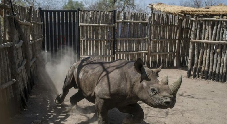 The black rhinos were shipped over to Chad from South Africa as part of an ambitious plan to reintroduce the species there after poachers had wiped them out