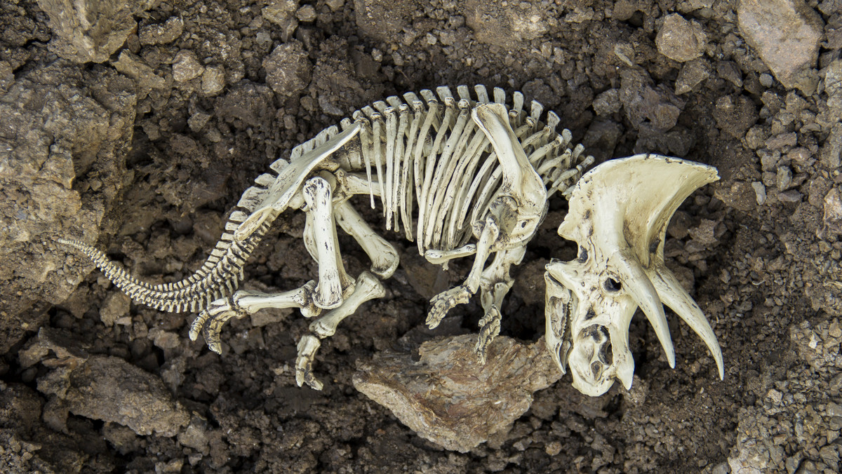 Magazyn "The Lancet Oncology" poinformował, że na terenie dzisiejszej Kanady znaleziono szczątki dinozaura, który cierpiał na złośliwy nowotwór kości. To pierwszy przypadek wykrycia nowotworu złośliwego u dinozaura - czytamy w "Rzeczpospolitej".