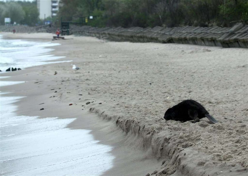 Bobry na plaży