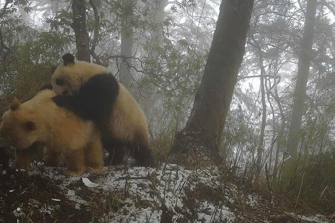 Panda, ktorá trpí albinizmom