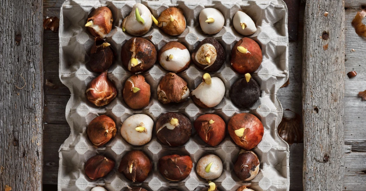 Sadzenie tulipanów w wytłaczankach po jajkach jesienią. Jak sadzić tulipany w wytłaczankach po jajkach? Zrób to w październiku