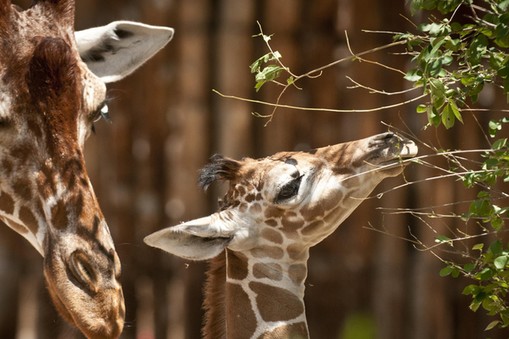 żyrafa żyrafy zoo zwierzęta