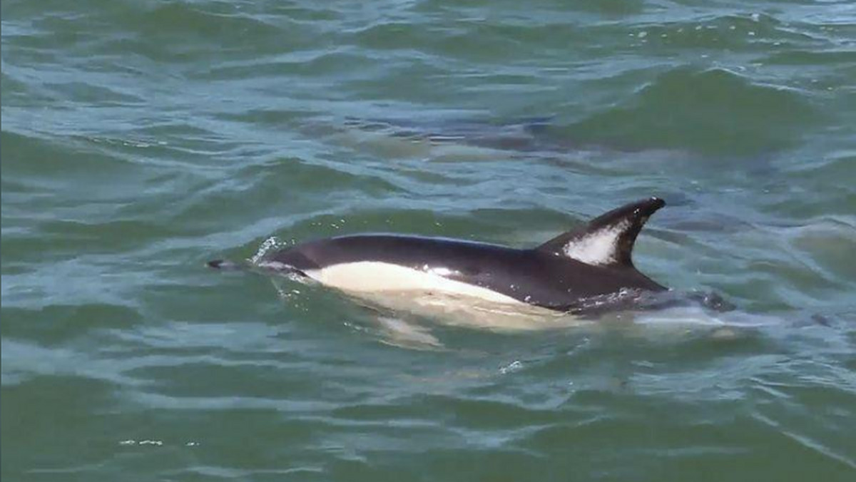 Delfiny w Lizbonie – można je zobaczyć pływające w Tagu