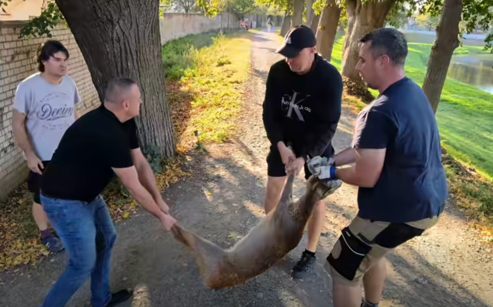 Do budovy gymnázia v Uherském Hradišti vbehol srnec. 