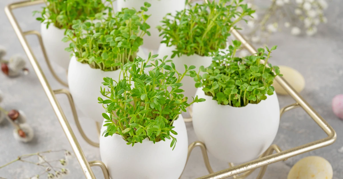 Kiedy siać rzeżuchę na Wielkanoc 2026? Ten termin jest idealny, by uzyskać wysoką, gęstą dekorację