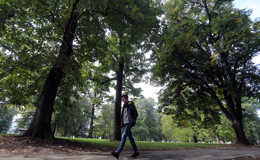 U Kini se dud smatra svetim drvetom