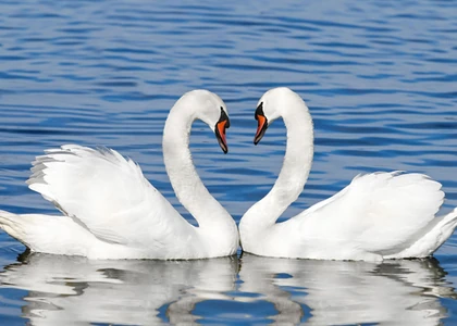 Qw7k9kqTURBXy8yYmI3ODhhNWYxZGVmYjVmMTM5N