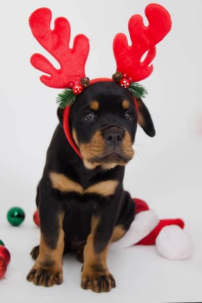 Szarvasnak akarta öltöztetni kutyáját, ami ezután történt, arra senki sem számított