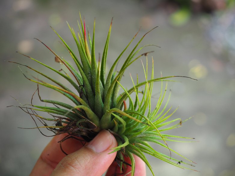 Tillandsia -  thanisnan/stock.adobe.com