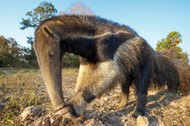 Giant ant eater