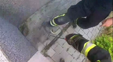 Hasiči si museli poradiť s hadom.