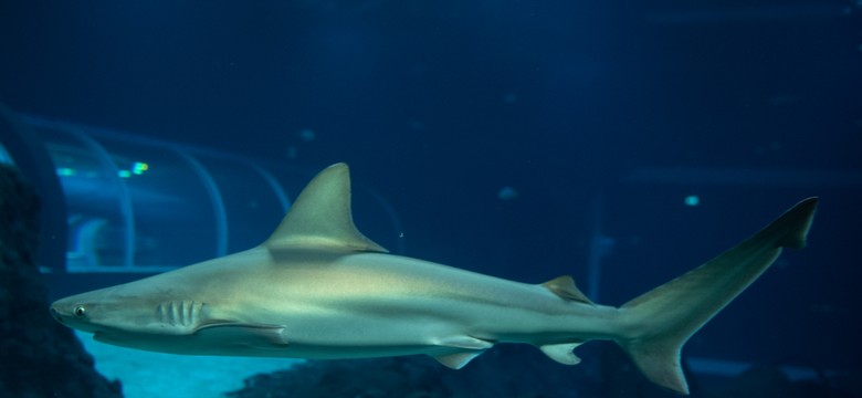 Łódź otwiera Orientarium. Rekiny łódzką konkurencją dla Afrykarium z Wrocławia