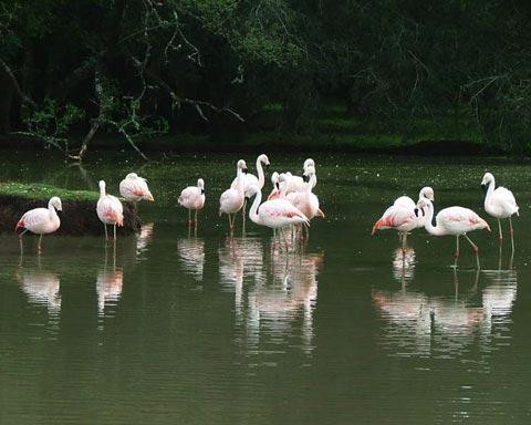 Galeria Argentyna - Delta rzek Parany i Urugwaju, fauna, obrazek 13