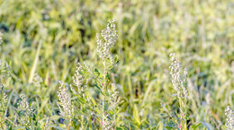 Komosa biała (Chenopodium album)