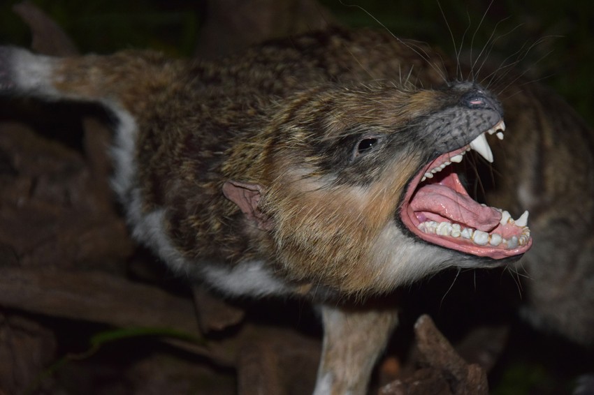 Opsednutost dinosaurusima ga povukla ka paleontologiji i paleoartu